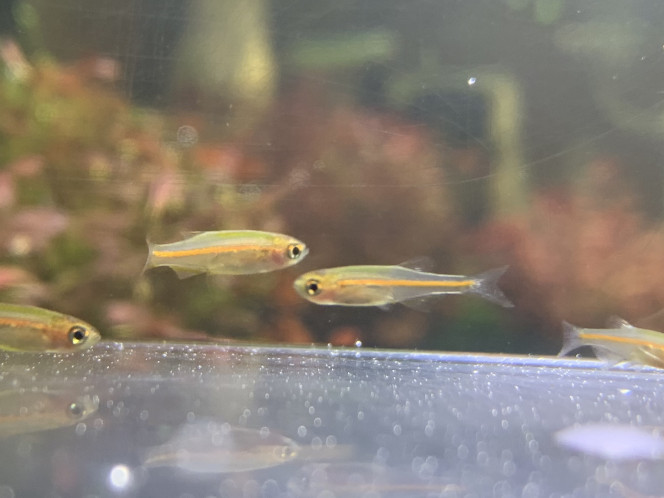 2 mois Les bébés Danio Choprae commencent à prendre la belle couleur orange de leurs parents. Encore un mois à l’isoloir et ils pourront rejoindre leur famille dans le grand bain.