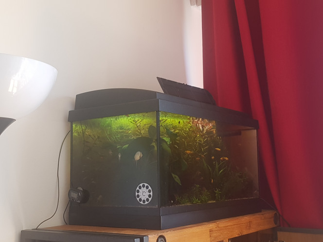 Bonne nuit les poissons ♡ 