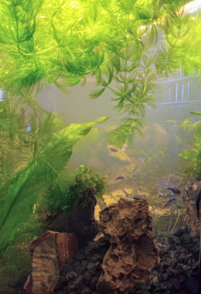 15 jours ! Première population ; 2 ancistrus, 12 corydoras paleatus.