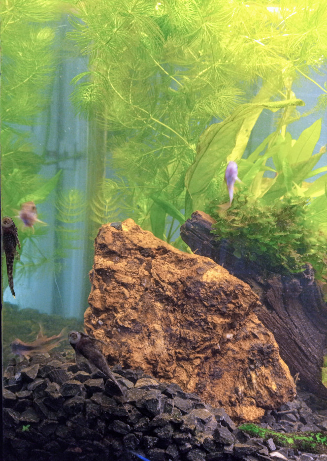 15 jours ! Première population ; 2 ancistrus, 12 corydoras paleatus.