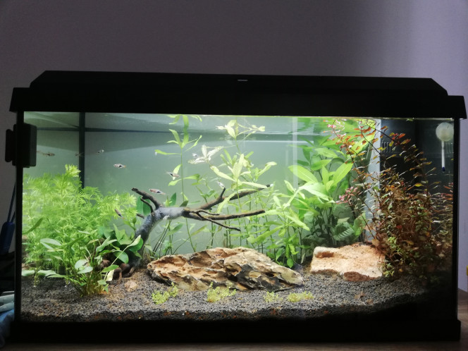 Premiers occupants Aujourd'hui j'ai introduit une nouvelle plante, avec une dizaine de rasbora arlequin