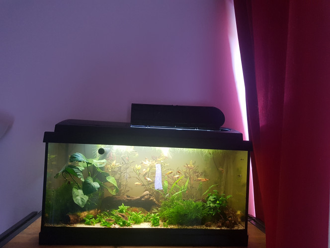 Fin du retrait des plantes Comme certaines plantes ont du mal avec l'eau ambrée, ou sont beaucoup trop envahissantes dans un 60L, j'ai entrepris il y a plusieurs semaines de les déraciner petit a petit en les transformant en bouquet temporaire fixés dans des nouilles de céramique. Sauf pour la rotala qui ne pouvait pas survivre en eau ambrée et qui était malade. 

J'y suis allée par étapes, notamment pour éviter de perturber les bacteries du sol, mais aussi pour éviter d'envoyer trop de saletés dans l'eau en même temps. Celles ci n'auraient pas rapidement être récupérée par le filtre car cela aurait pu nuire à la santé des poissons en modifiant les paramètres de l'eau ou en irritant leurs yeux. 

Aujourd'hui j'ai enfin pu retirer la rotala de droite. C'etait la dernière plante à déraciner. Tout s'est bien passé !

Sur les photos on voit avant/après ajout de zeolithe pour fixer les métaux lourds et toxines au cas où. Parce que le terreau contient quand même du fer... et que les micro particules de terreau vont mieux s'agglutiner pour aller dans le filtre.  

Maintenant... la majorité de mes plantes sont mobiles. Et les plantes définitives qui ne peuvent pas faire plus de 30cm de hauteur et supportent un faible éclairage arrivent dans la semaine. 

Les poissons ont l'air content que le filtre ait changé de place, ca leur fait une plus grande zone de nage sans plante dans le courrant. :)