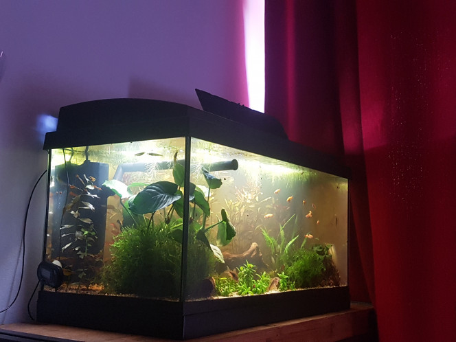 Fin du retrait des plantes Comme certaines plantes ont du mal avec l'eau ambrée, ou sont beaucoup trop envahissantes dans un 60L, j'ai entrepris il y a plusieurs semaines de les déraciner petit a petit en les transformant en bouquet temporaire fixés dans des nouilles de céramique. Sauf pour la rotala qui ne pouvait pas survivre en eau ambrée et qui était malade. 

J'y suis allée par étapes, notamment pour éviter de perturber les bacteries du sol, mais aussi pour éviter d'envoyer trop de saletés dans l'eau en même temps. Celles ci n'auraient pas rapidement être récupérée par le filtre car cela aurait pu nuire à la santé des poissons en modifiant les paramètres de l'eau ou en irritant leurs yeux. 

Aujourd'hui j'ai enfin pu retirer la rotala de droite. C'etait la dernière plante à déraciner. Tout s'est bien passé !

Sur les photos on voit avant/après ajout de zeolithe pour fixer les métaux lourds et toxines au cas où. Parce que le terreau contient quand même du fer... et que les micro particules de terreau vont mieux s'agglutiner pour aller dans le filtre.  

Maintenant... la majorité de mes plantes sont mobiles. Et les plantes définitives qui ne peuvent pas faire plus de 30cm de hauteur et supportent un faible éclairage arrivent dans la semaine. 

Les poissons ont l'air content que le filtre ait changé de place, ca leur fait une plus grande zone de nage sans plante dans le courrant. :)