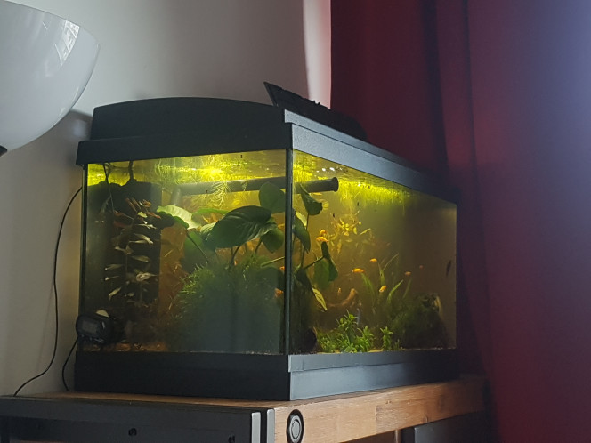 Fin du retrait des plantes Comme certaines plantes ont du mal avec l'eau ambrée, ou sont beaucoup trop envahissantes dans un 60L, j'ai entrepris il y a plusieurs semaines de les déraciner petit a petit en les transformant en bouquet temporaire fixés dans des nouilles de céramique. Sauf pour la rotala qui ne pouvait pas survivre en eau ambrée et qui était malade. 

J'y suis allée par étapes, notamment pour éviter de perturber les bacteries du sol, mais aussi pour éviter d'envoyer trop de saletés dans l'eau en même temps. Celles ci n'auraient pas rapidement être récupérée par le filtre car cela aurait pu nuire à la santé des poissons en modifiant les paramètres de l'eau ou en irritant leurs yeux. 

Aujourd'hui j'ai enfin pu retirer la rotala de droite. C'etait la dernière plante à déraciner. Tout s'est bien passé !

Sur les photos on voit avant/après ajout de zeolithe pour fixer les métaux lourds et toxines au cas où. Parce que le terreau contient quand même du fer... et que les micro particules de terreau vont mieux s'agglutiner pour aller dans le filtre.  

Maintenant... la majorité de mes plantes sont mobiles. Et les plantes définitives qui ne peuvent pas faire plus de 30cm de hauteur et supportent un faible éclairage arrivent dans la semaine. 

Les poissons ont l'air content que le filtre ait changé de place, ca leur fait une plus grande zone de nage sans plante dans le courrant. :)