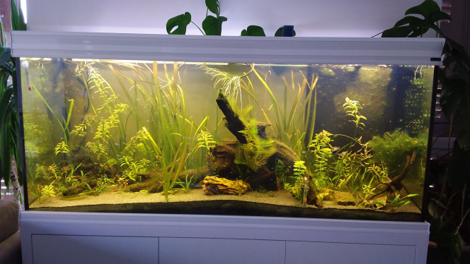 500 l Invasion algues vertes (filamenteuses) en cours de traitement (huile de coude et croissance des autres plantes)