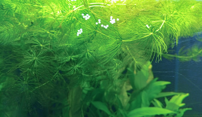 1ère ponte A peine installés, les Corydoras me font l'honneur d'une ponte !