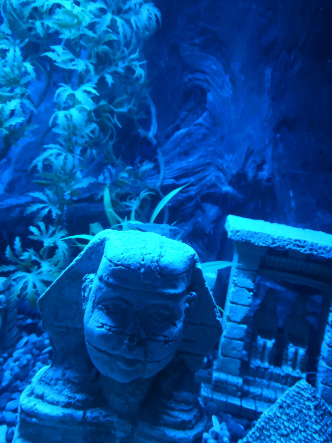 Photographie du post de philippe-rolland 