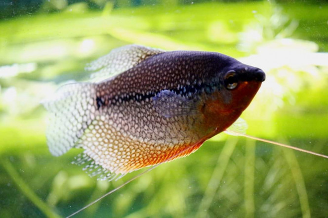 Gourami Perlé 