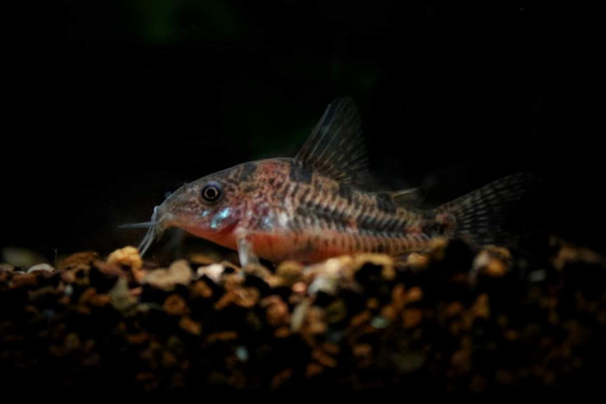 Corydoras Paleatus 