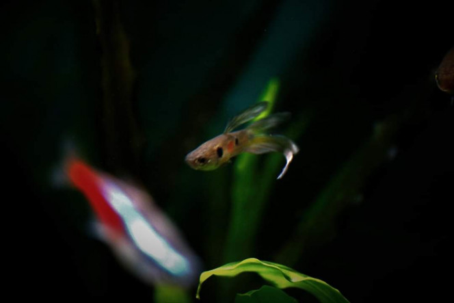 Guppy Sauvage C'est un vrai "sauvage" qui ne vient pas d'un élevage mais d'une mare aux Antilles