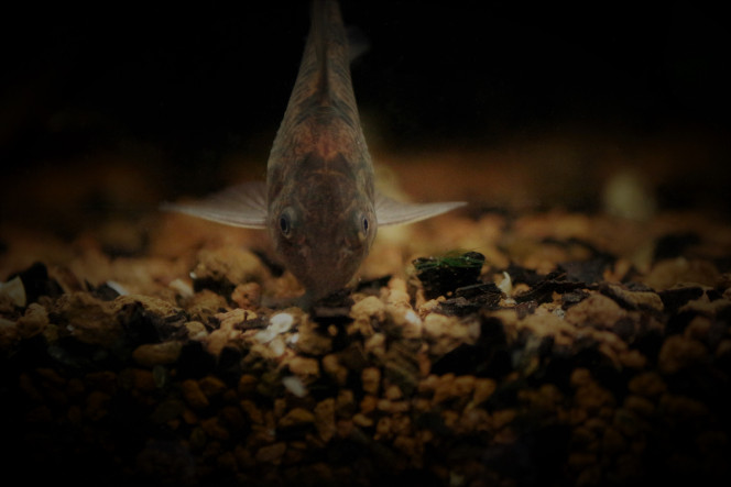 Corydoras Paleatus 