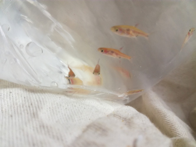  Boraras Naevus juvéniles ?