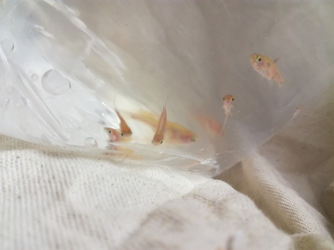  Boraras Naevus juvéniles ?