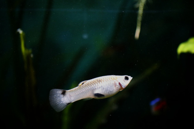 Poecilia Vivipara Femelle Mon oiseau rare

Les Vivipara ressemblent énormément aux guppys sauf qu'ils n'ont pas vraiment de couleur si ce n'est un peu de jaune sur la dorsale de la femelle , un point noir sur le dos (c'est à ça qu'on les différencie du guppy quand ils sont alevins) et pour les mâles une couleur jaune, légèrement zébrée de noir qui apparaît sur le corps à l'age adulte. Couleur qui semble d'autant plus intense que le mâle est dominant. 

Pour ce qui est de ma pépète, qui vient de Guadeloupe, elle n'a pas réussi à faire de descendance viable et malheureusement est veuve depuis le mois de décembre. Elle termine son stock de sperme mais malheureusement toujours pas d'alevin viable. Elle va donc passer une belle retraite dans mon bac communautaire