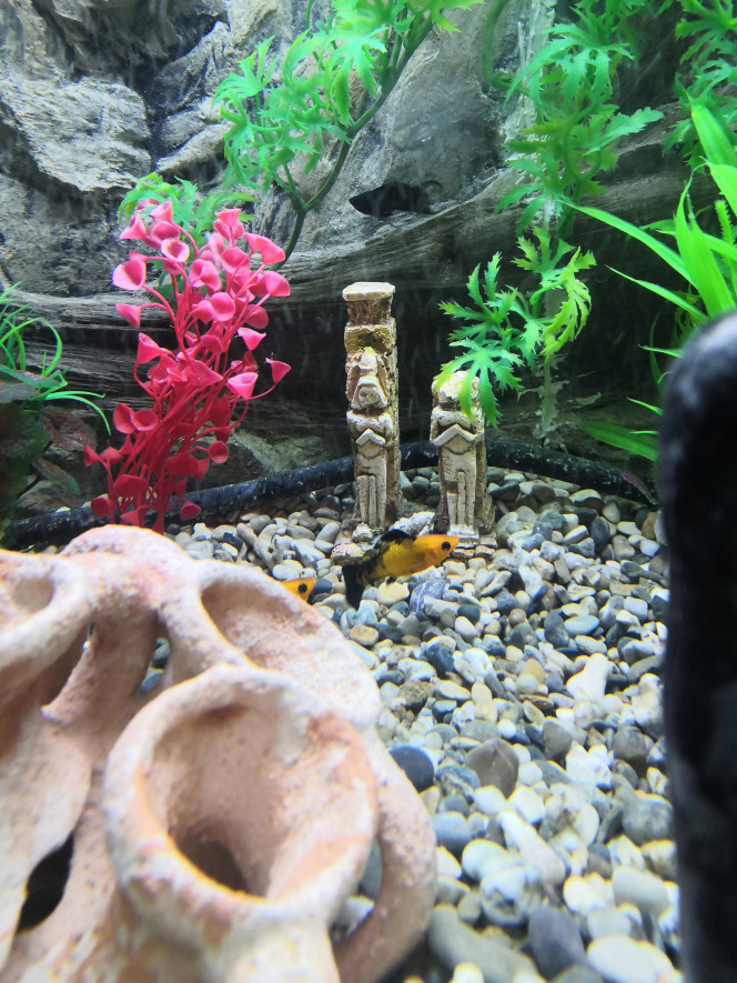 Photographie du post de philippe-rolland 