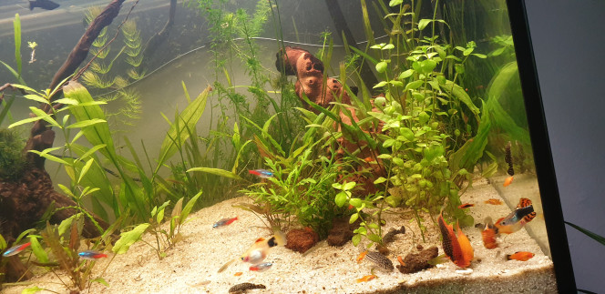 Photographie du post de Marco13 