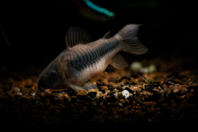 Corydoras Aeneus Bon elle est obèse, on ne va pas se le cacher hein :)

Elle ira très probablement rejoindre la communauté d'Aeneus de @marie-eve-pg quand ce sera possible