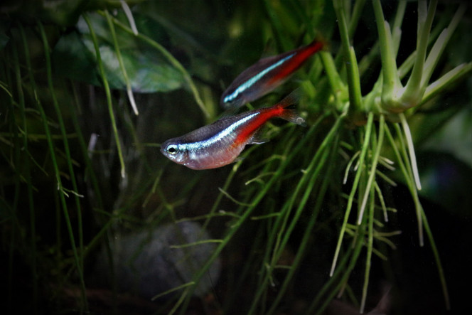 Néon Bleu Mes femelles sont énormes par rapport aux males qui les accompagnent, probablement pleines d'œufs