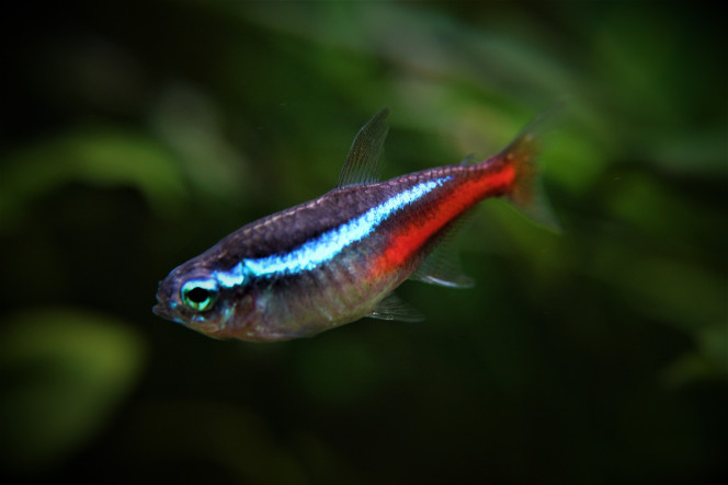 Néon Bleu Mes femelles sont énormes par rapport aux males qui les accompagnent, probablement pleines d'œufs