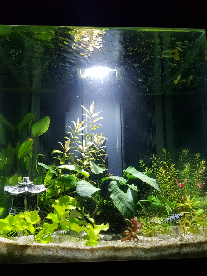 Mon aquarium en eau douce On a enfin des poissons, après un nettoyage de mousse intempestive sur quelques plantes. Ils ont l'air de s'être vite adaptés.