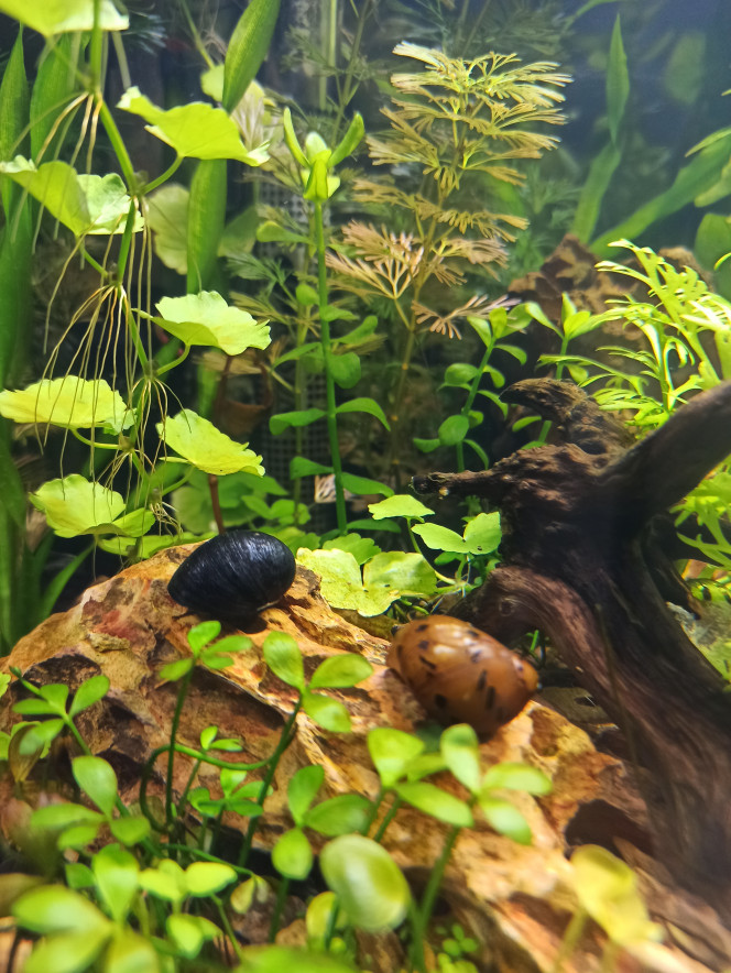  Bienvenue au sus nommés Co & Vid , deux neretina, qui viennent rejoindre au sein de mon Coronaquascape leur troisième compère, le sus nommé -19 . ?