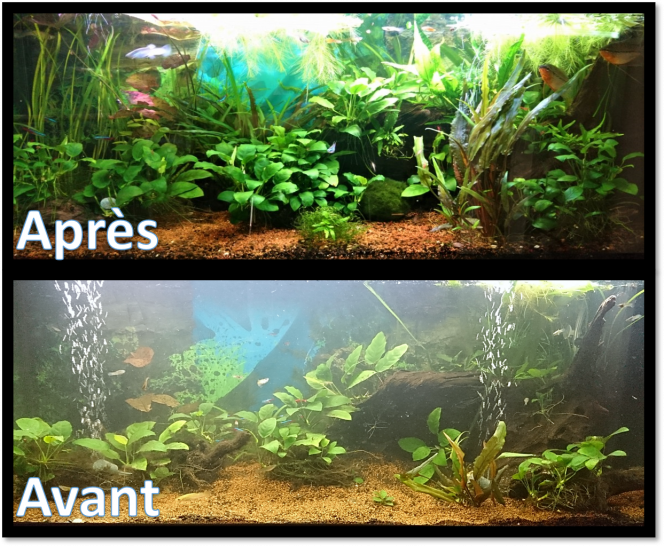 Avant/Après - 1 an d'évolutions dans le bac communautaire Changements principaux: 
L'eau a mis vraiment beaucoup de temps à s'éclaircir (racine + tourbe/argile + manado). Ce n'est toujours pas parfait mais c'est bien plus cristallin.
Installation d'un éclairage LED à la place du T5. 
Les plantes ont très bien poussé, notamment les cryptocorines et les valisnerias qui  font leurs vies et se multiplient fortement. Mon vieil Anubias  (je l'ai depuis 1998) se fait enfin plaisir avec un sol riche et s'est développé comme jamais.