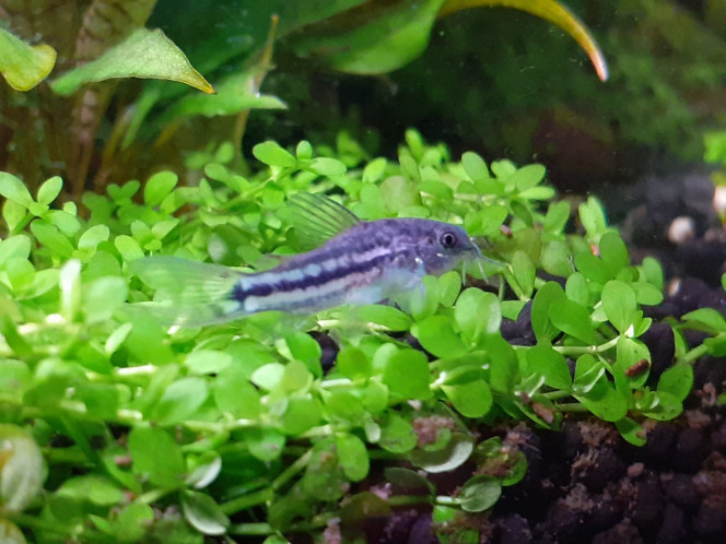 Corydoras harbrosus 