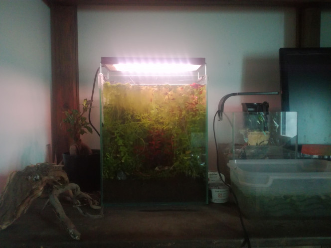  Levé de soleil sur la jungle du bureau.
 
(Mon tel ne rend pas justice, pas moyen de faire la balance des blancs)