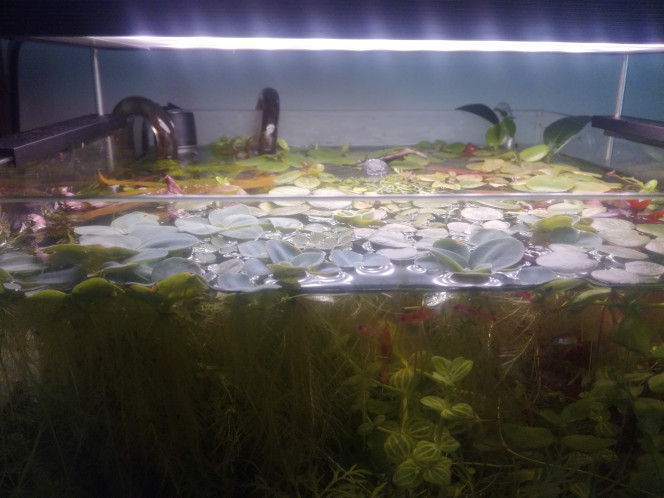  Levé de soleil sur la jungle du bureau.
 
(Mon tel ne rend pas justice, pas moyen de faire la balance des blancs)