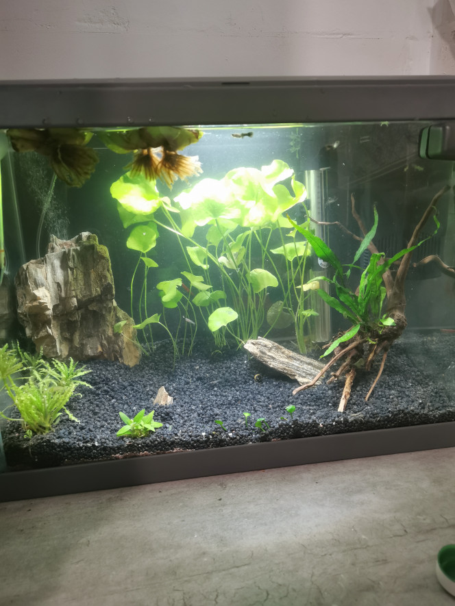 Nurserie Aquarium pour alevins et crevette red cherry