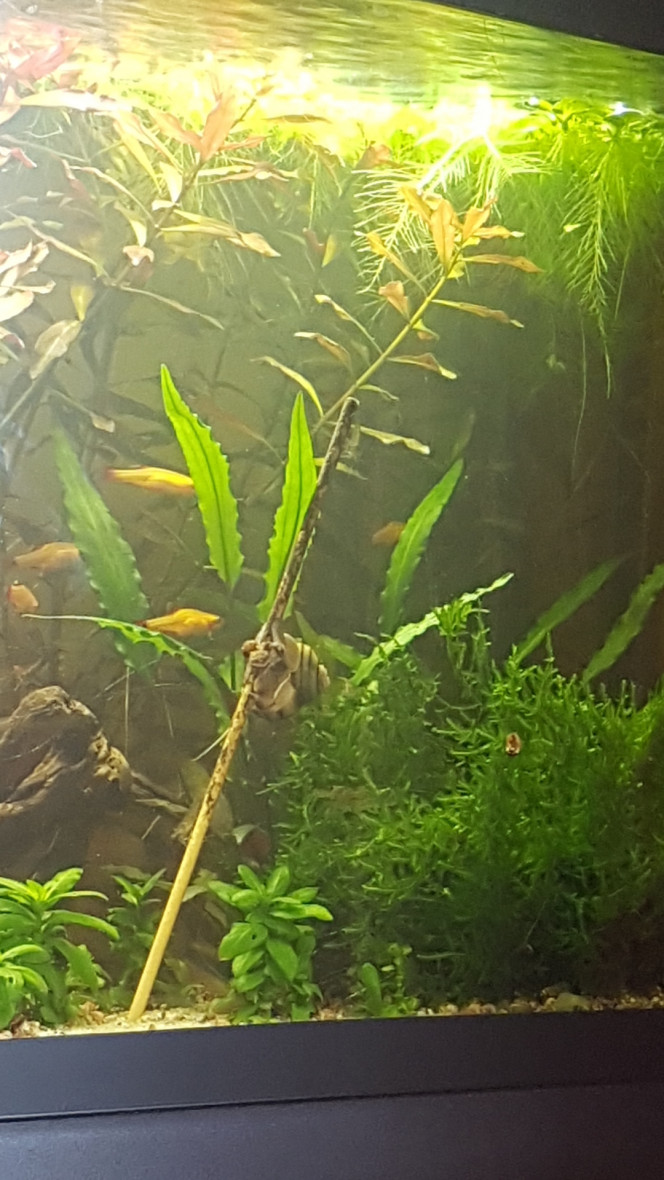 Asolene Spixi + Lollie Je crois que je vais en planter une dans le sol à chaque fois que mon anubia fera une nouvelle feuille... hop nouvelle distraction... :p