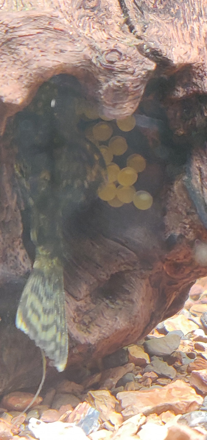 Une future portée d'Ancistrus Dolichopterus 