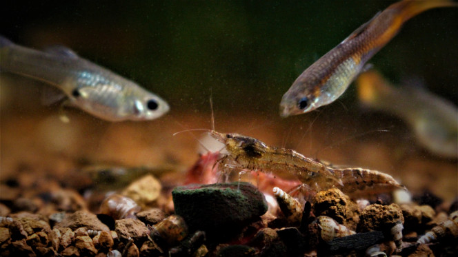 Petite session Spiruline Guppies, Crevettes, Planorbes et Mélanoïdes sont au taquet !!