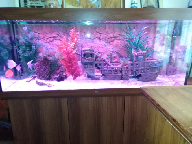 Aqua de 450 L Scalert,discus,gouranis,ancistrus,cardinalis,