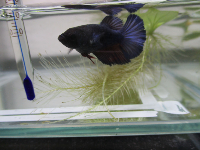 Betta halfmoon koi femelle 3 mois 