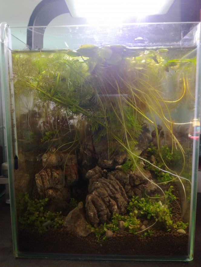  La célèbre MrBear method !

Je fais mes expériences de lancement de bac ^^
Lumière puissante, 10h d'éclairage.
Toute la surface tapissée de limnobium, pistia et limnophila.

Objectifs :
Tamiser la lumière pour les plantes enracinés , leur laisser le temps de s'installer.
Concurrencer directement les algues avec de plantes rapides et déjà en forme.
Ne pas modifier la durée d'éclairage mes enlever petit à petit le tapis de surface.

Est-ce que ça va marcher ? Vais-je écrire un livre ?