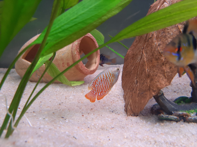 Mon mâle gourami 