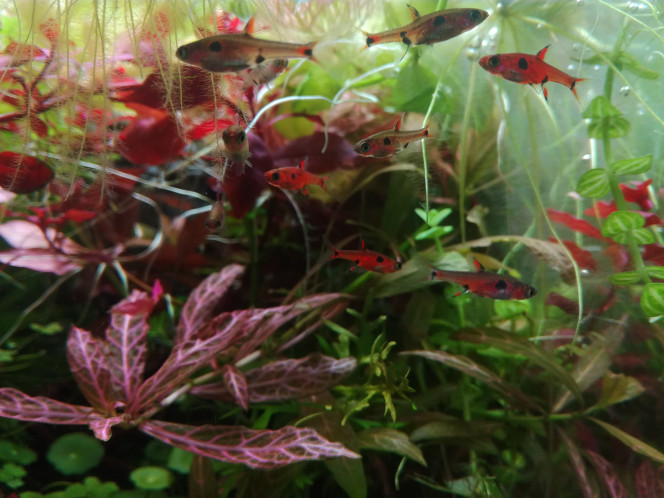  Bonne nouvelle n°1
J'ai bon espoir de faire mentir Nak et que mes boraras maculatus soient en fait des naevus.

J'ai l'impression qu'il sont de plus en plus coloré. Il grossissent et leur tâches avec ?

L'espoir ! ??