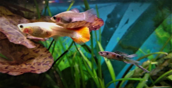 LES RETROUVAILLES Après un isolement en nurserie pendant plus de 2 semaines. Ma femelle guppy blonde est retournée dans le bac communautaire cet après midi. 

Ses deux compagnons historiques ne l'ont pas oubliée. Le Platy sauvage la suit de nouveau partout. Il était déjà impatient le temps de l'acclimatation. Et mon Guppy sauvage retrouve sa principale chérie. Bref c'est mon trio. Ils sont super à regarder!

Cette relation entre la guppy et le platy est juste extraordinaire. Il la suit partout. J'avais un peu peur qu'il l'oublie à cause de l'isolement, 15 jours c'est super long ... que nenni... 15 jours qu'il traine tout seul dans le bac communautaire, là, sa "meuf" revient et ça repart comme avant (je vous balance la vidéo dès que j'ai fini le montage). Je vous rassure c'est très platonique entre eux deux. (d'où le mâle guppy qui complète le trio)

Bref les platies et le guppies n'ont pas une mémoire de poisson rouge!!!!