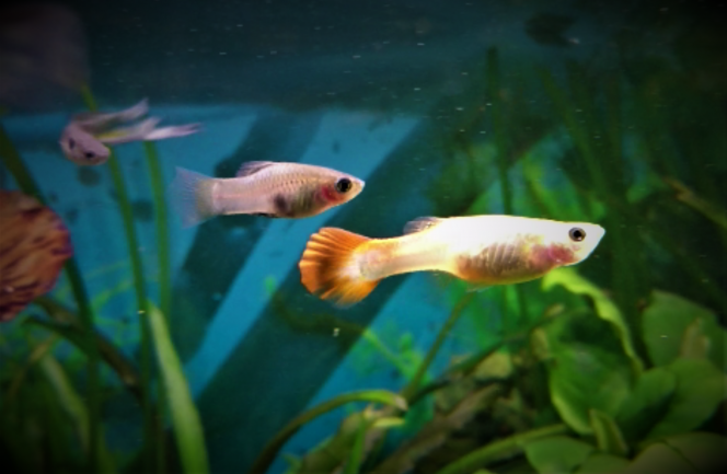 LES RETROUVAILLES Après un isolement en nurserie pendant plus de 2 semaines. Ma femelle guppy blonde est retournée dans le bac communautaire cet après midi. 

Ses deux compagnons historiques ne l'ont pas oubliée. Le Platy sauvage la suit de nouveau partout. Il était déjà impatient le temps de l'acclimatation. Et mon Guppy sauvage retrouve sa principale chérie. Bref c'est mon trio. Ils sont super à regarder!

Cette relation entre la guppy et le platy est juste extraordinaire. Il la suit partout. J'avais un peu peur qu'il l'oublie à cause de l'isolement, 15 jours c'est super long ... que nenni... 15 jours qu'il traine tout seul dans le bac communautaire, là, sa "meuf" revient et ça repart comme avant (je vous balance la vidéo dès que j'ai fini le montage). Je vous rassure c'est très platonique entre eux deux. (d'où le mâle guppy qui complète le trio)

Bref les platies et le guppies n'ont pas une mémoire de poisson rouge!!!!