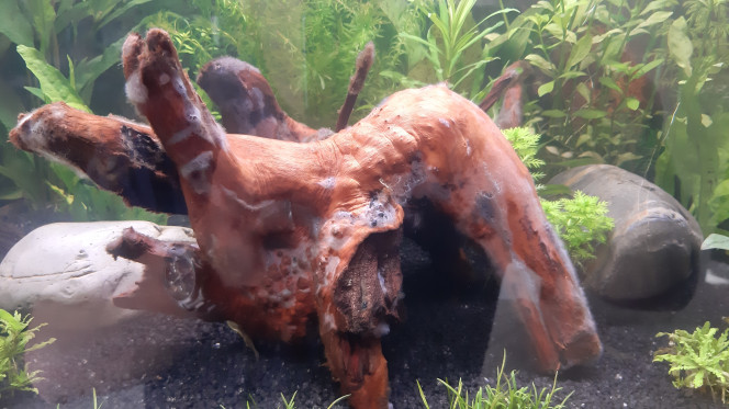 Photographie du post de Fouch1 