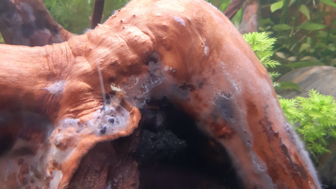 Photographie du post de Fouch1 