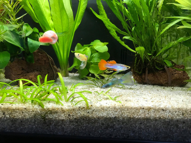 Trio guppy 