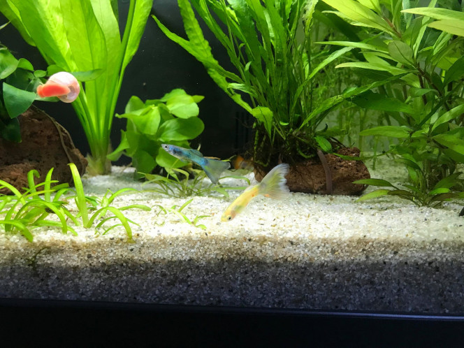 Duo guppy 