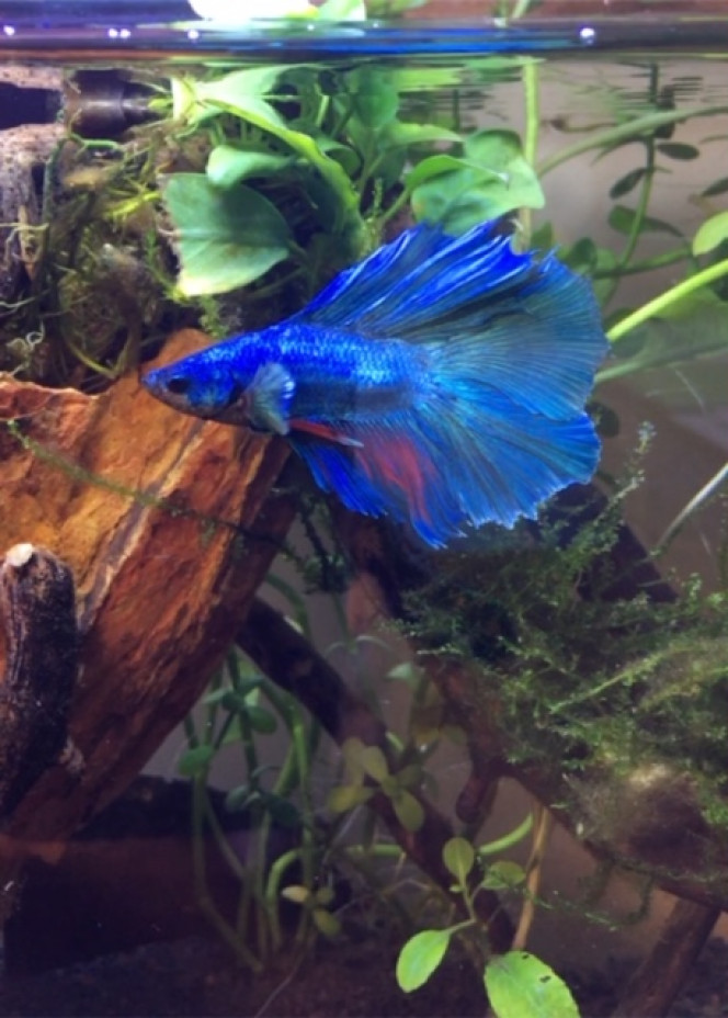Blue Arrivée de mon nouveau compagnon de bureau Blue