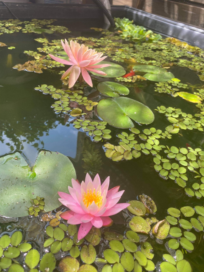 Première fleur de Nymphaea 'Dallas' (en bas) 
