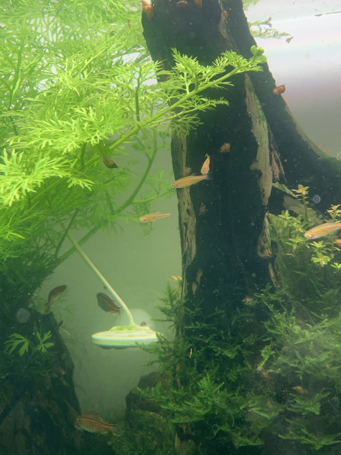 3 mois après leur naissance Les jeunes Danio Choprae ont rejoint leurs parents dans le grand bain !