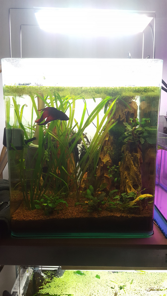 30l dennerle bucephalandra et combattant bac planté avec beaucoup de bucephalandra , une petite echinodorus Red flamme , des vallisneria quelque crypto et des mousses, avec un beau combattant de 2 ans et demi appelé Juni :)