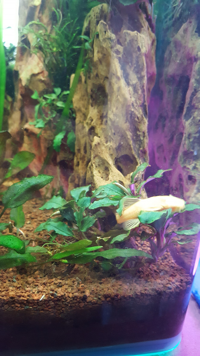  mon jeune ancistrus a l'air de bien aimé les petite filamenteuse sur mes bucephalandra