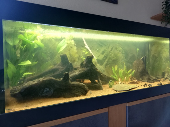 Amazonien low-tech Aujourd'hui 
+
10 Corydo aneus
10 Corydo paleatus